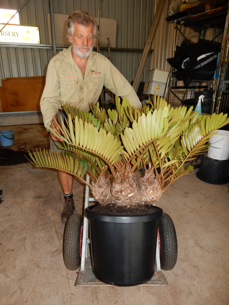 cycads