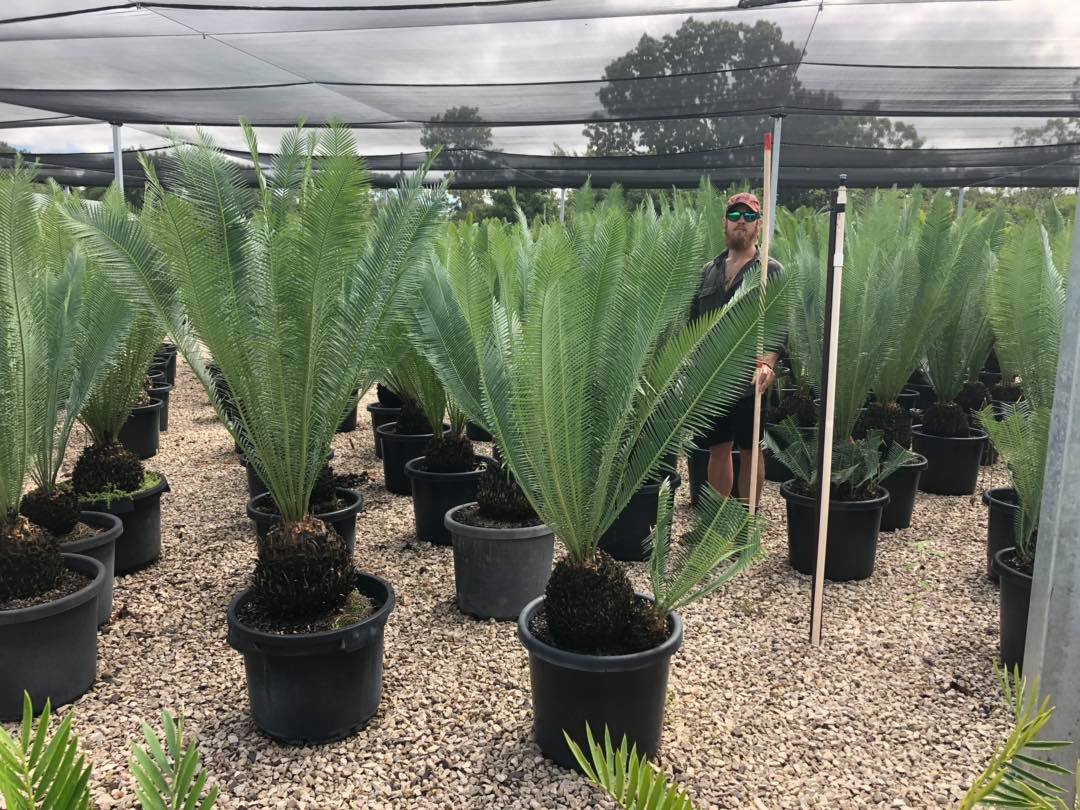 cycads