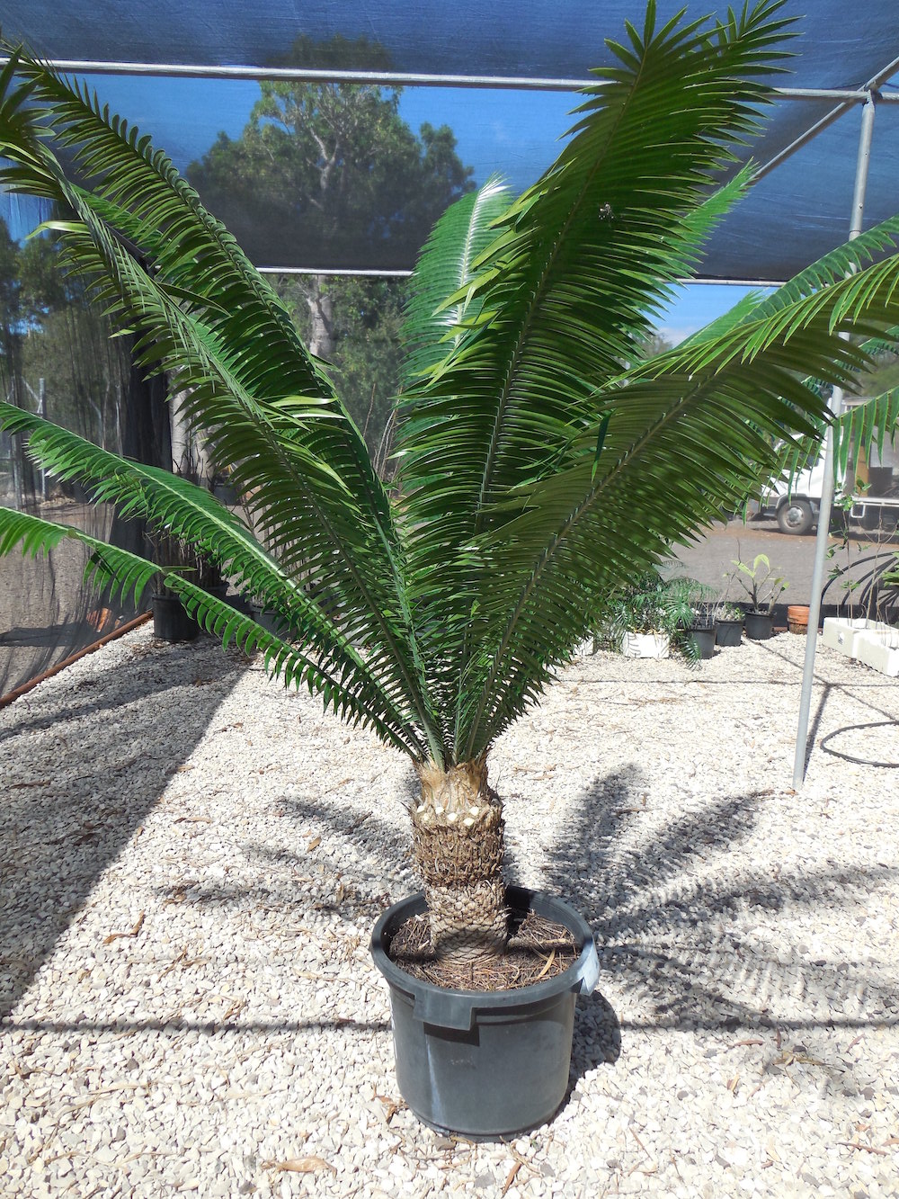 Dioon spinulosum – Cycad International