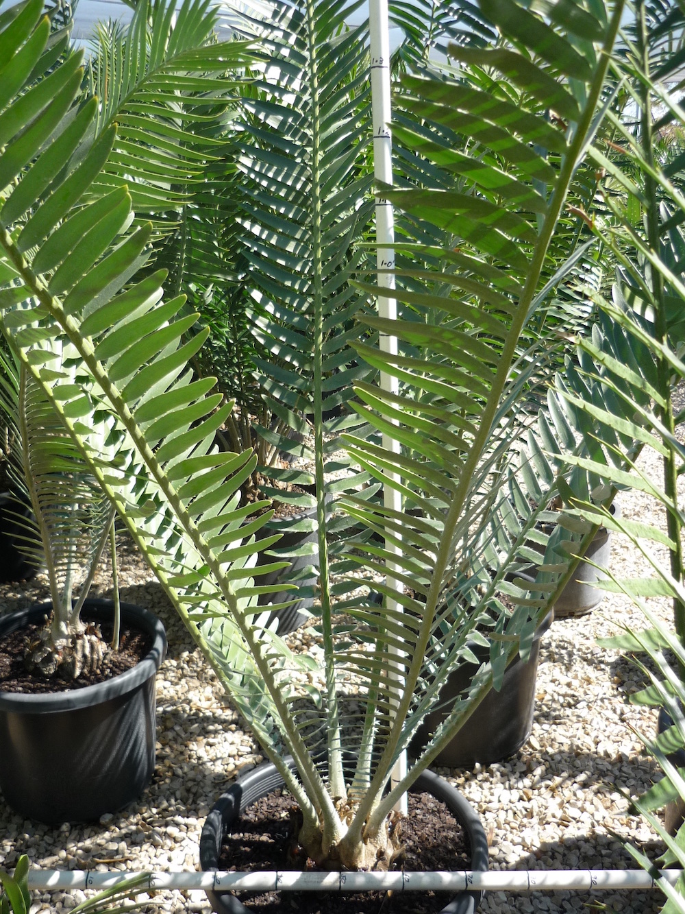 Encephalartos septentrionalis – Cycad International