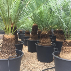 Cycas sp